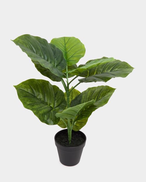 Potted Foliage