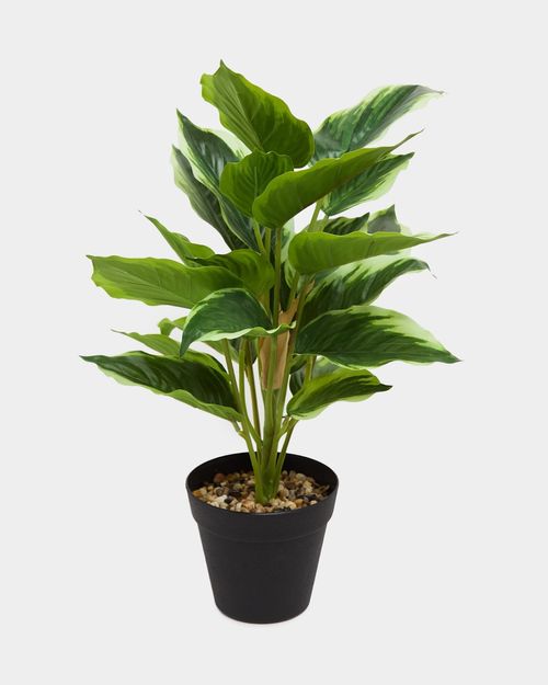 Potted Foliage