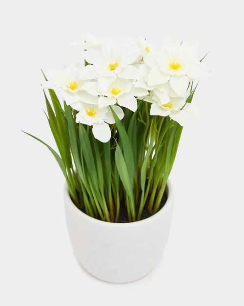 Small Potted Plant