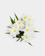 ONE-SIZE---Ivory