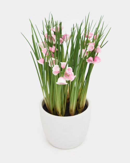Small Potted Plant
