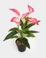 ONE-SIZE---Pink