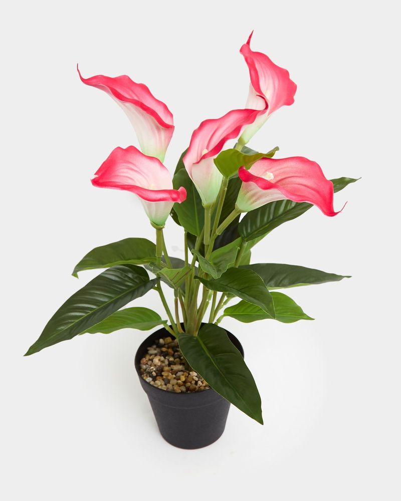 ONE-SIZE---Pink