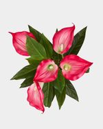 ONE-SIZE---Pink