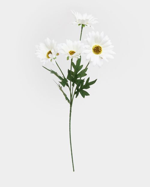 Daisy Spray