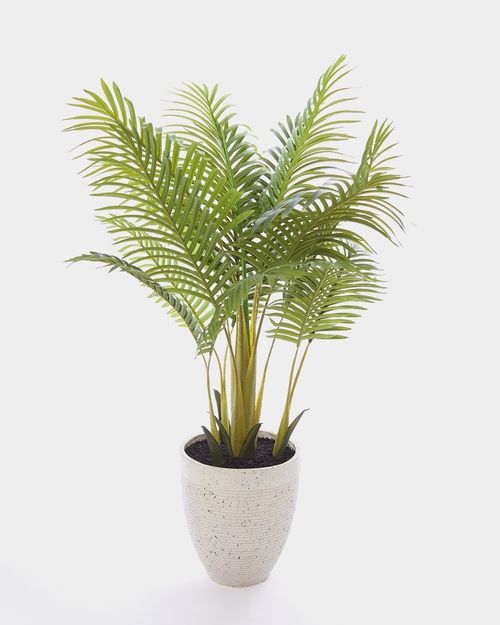Palm Tree In Pot