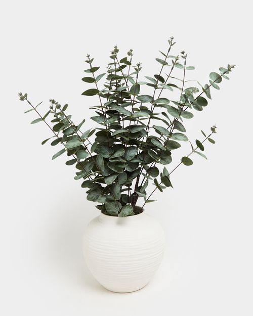 Eucalyptus Spray