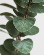 ONE-SIZE---Green