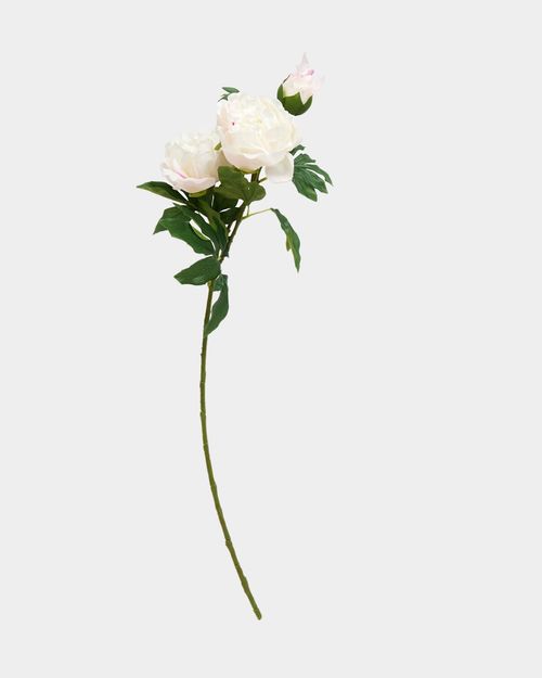 Paul Costelloe Living Peony Duo Stem