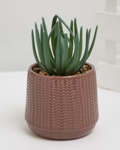 Carolyn Donnelly Eclectic Succulent In Pot