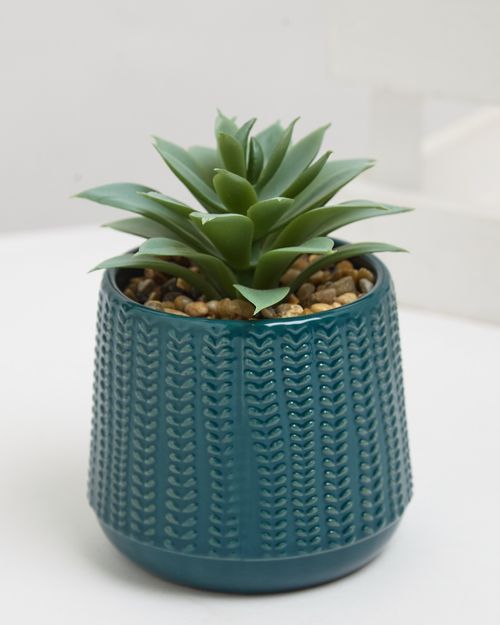 Carolyn Donnelly Eclectic Succulent In Pot