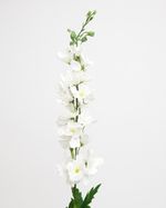 ONE-SIZE---White