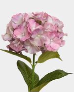 ONE-SIZE---Pink