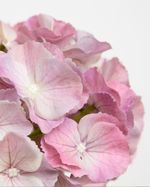 ONE-SIZE---Pink