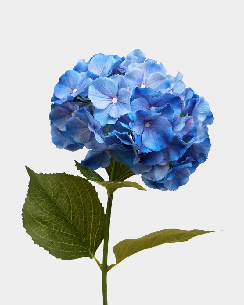 ONE-SIZE---Blue