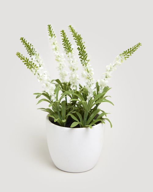 Small Potted Plant