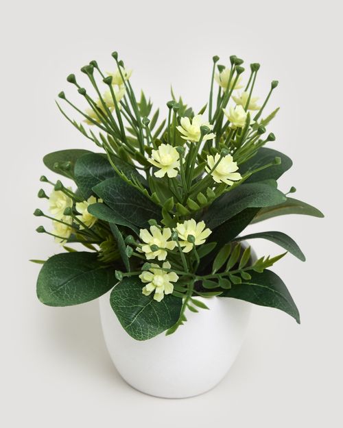 Small Potted Plant