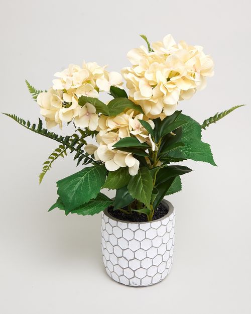Mixed Hydrangea