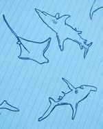 2-3-YRS---Shark