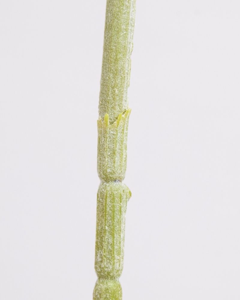 ONE-SIZE---White