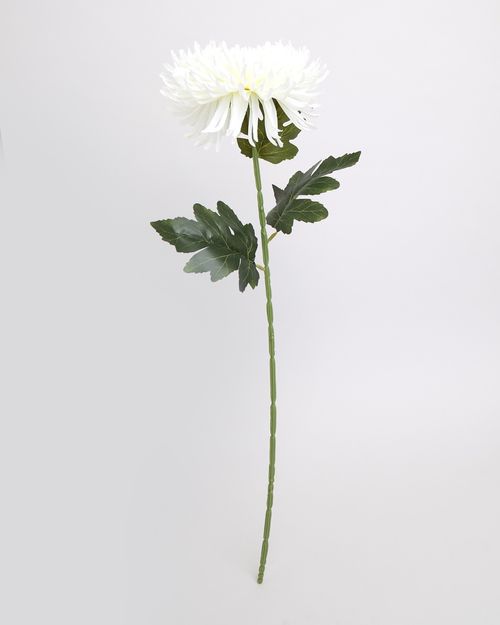 Spider Mum Stem