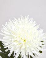 ONE-SIZE---White