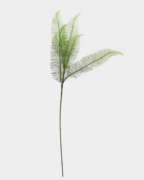 Fern Stem