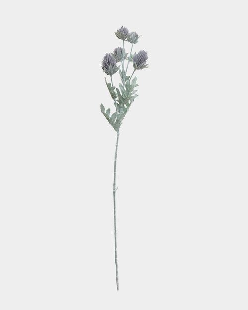 Thistle Spray