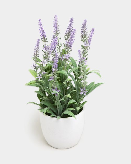 Small Potted Plant