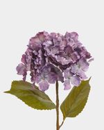 ONE-SIZE---Purple