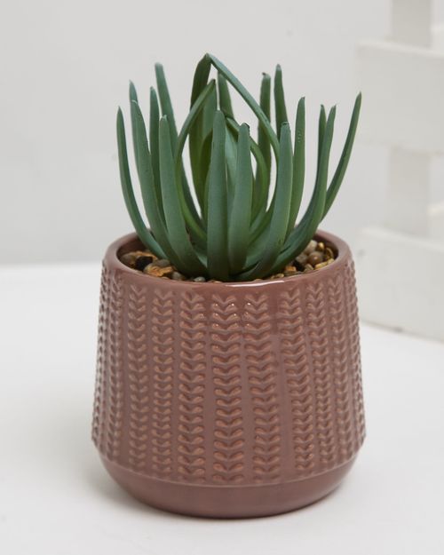 Carolyn Donnelly Eclectic Succulent In Pot