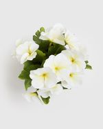 ONE-SIZE---Ivory