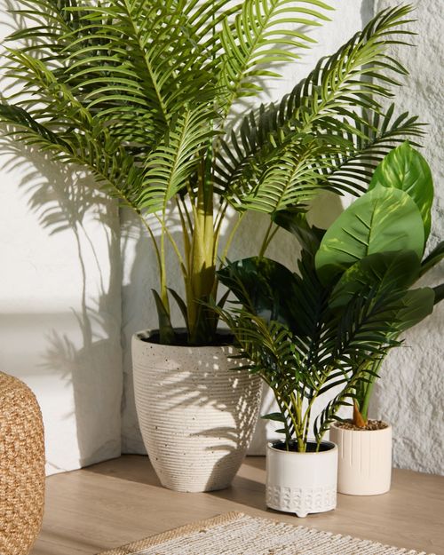 Palm Tree In Pot