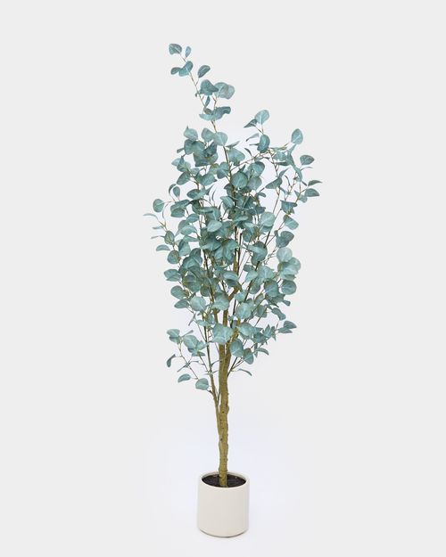 Eucalyptus Tree