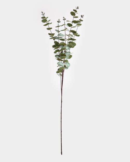 Eucalyptus Spray
