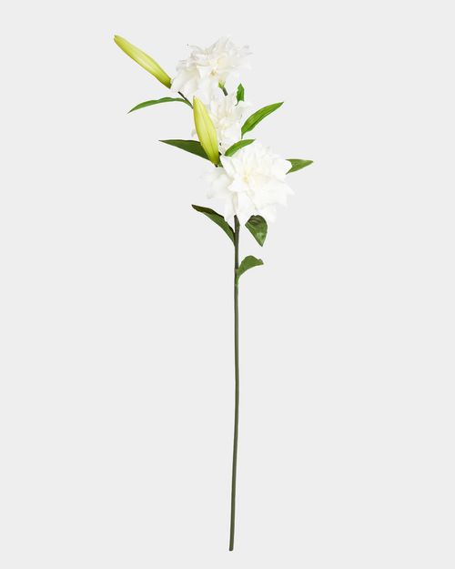 Paul Costelloe Living Lily Of The Valley