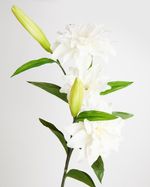 ONE-SIZE---Ivory