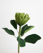 ONE-SIZE---Green