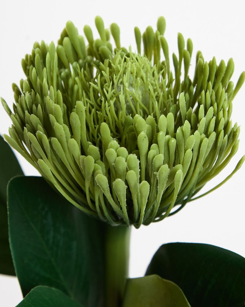 ONE-SIZE---Green