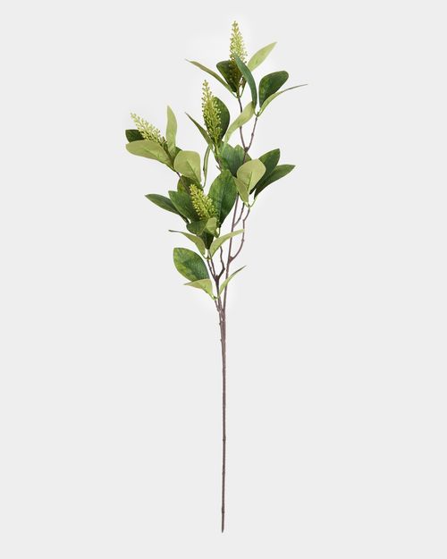 Paul Costelloe Living Watercress Stem