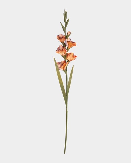Paul Costelloe Living Gladiolus Stem