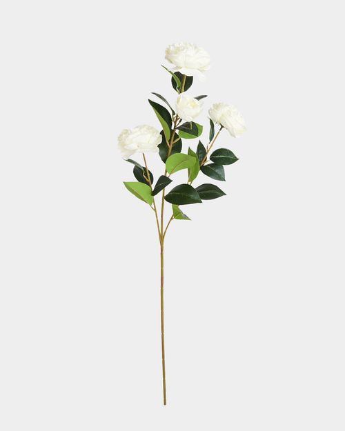 Paul Costelloe Living Camellia Stem