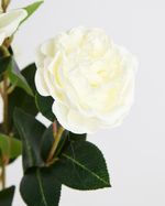 ONE-SIZE---Ivory