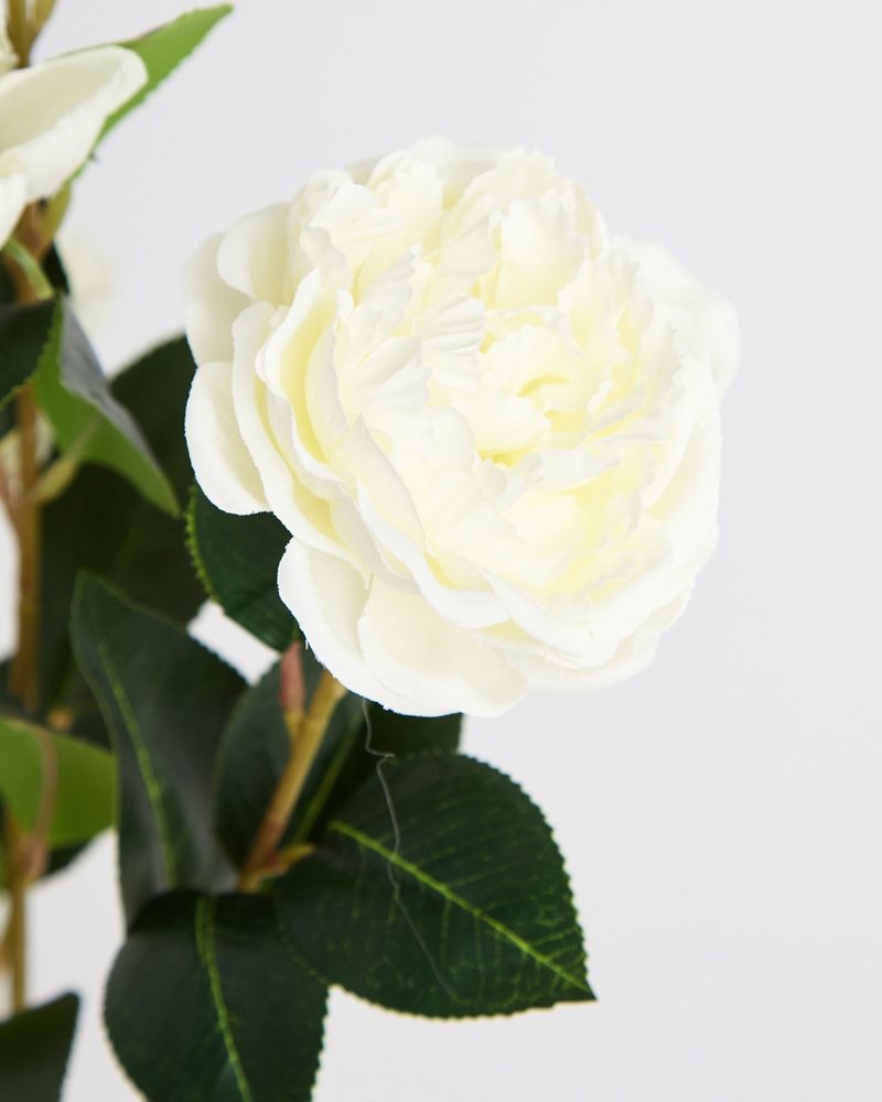 ONE-SIZE---Ivory